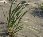 beach-grass
