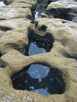 tide pools at Greyland Beach, Washington